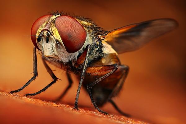 Macro Photography by Dusan Beno