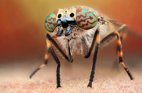 Macro Photography by Dusan Beno