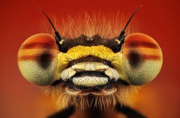 Macro Photography by Dusan Beno