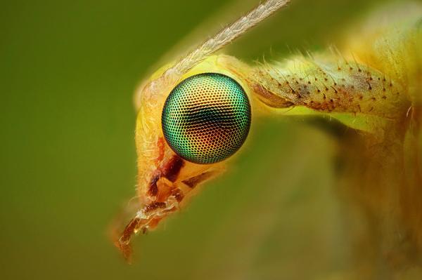 Macro Photography by Dusan Beno