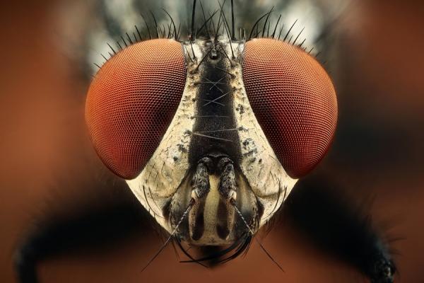 Macro Photography by Dusan Beno