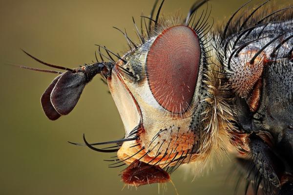 Macro Photography by Dusan Beno