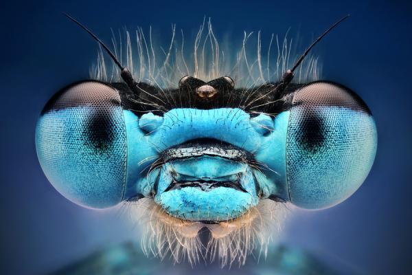 Macro Photography by Dusan Beno