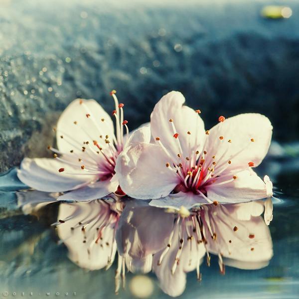 Flower Photography by Oer Wout