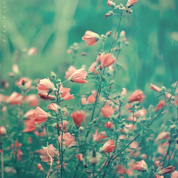 Flower Photography by Oer Wout