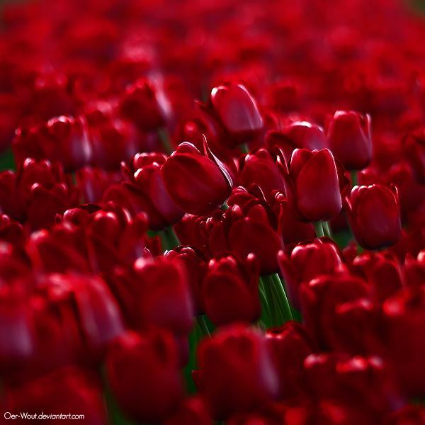 Flower Photography by Oer Wout