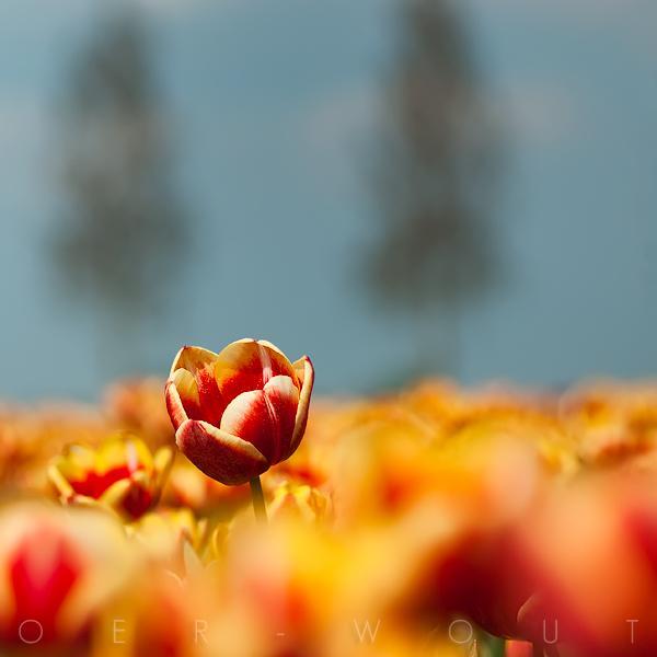 Flower Photography by Oer Wout