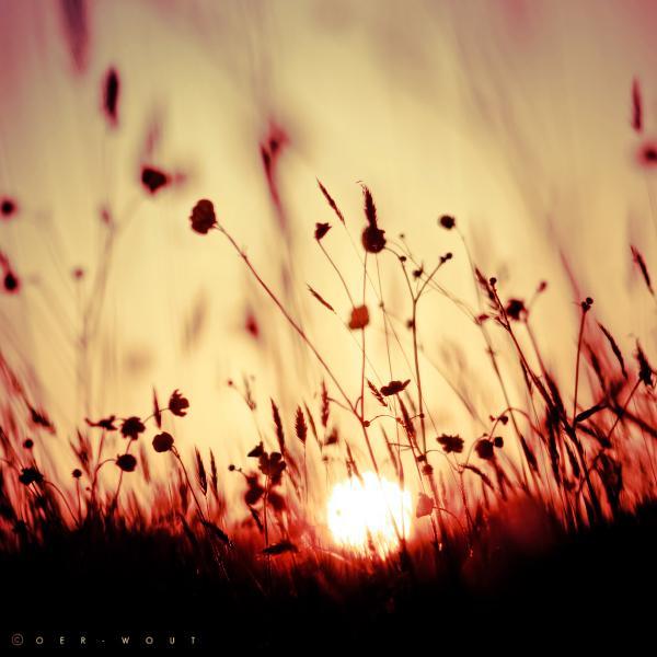 Flower Photography by Oer Wout
