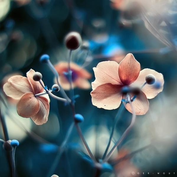 Flower Photography by Oer Wout