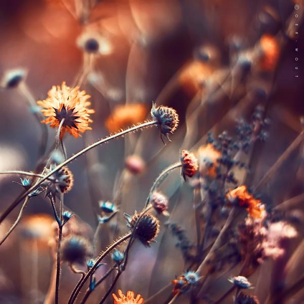 Flower Photography by Oer Wout