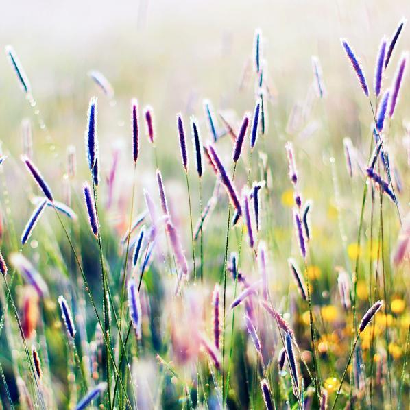 Flower Photography by Oer Wout