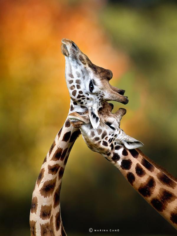 Animal Love Photography by Marina Cano