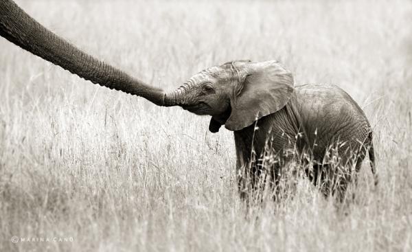 Animal Love Photography by Marina Cano