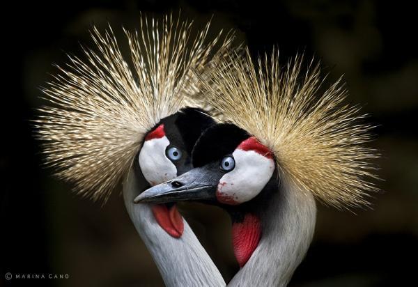 Animal Love Photography by Marina Cano