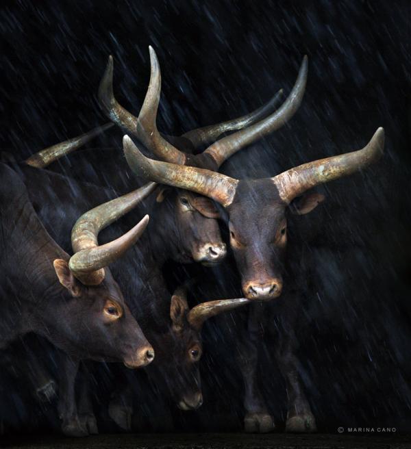 Animal Love Photography by Marina Cano