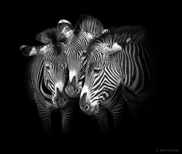 Animal Love Photography by Marina Cano