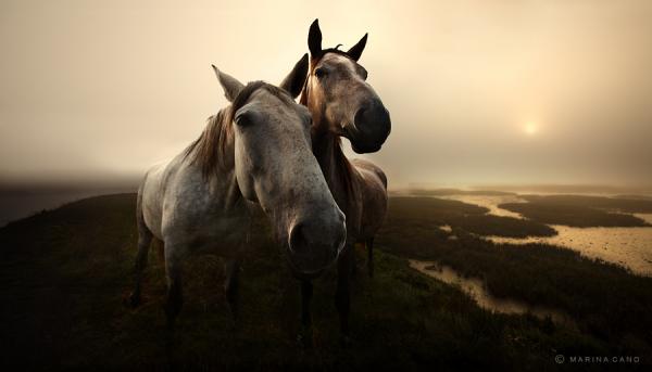 Animal Love Photography by Marina Cano