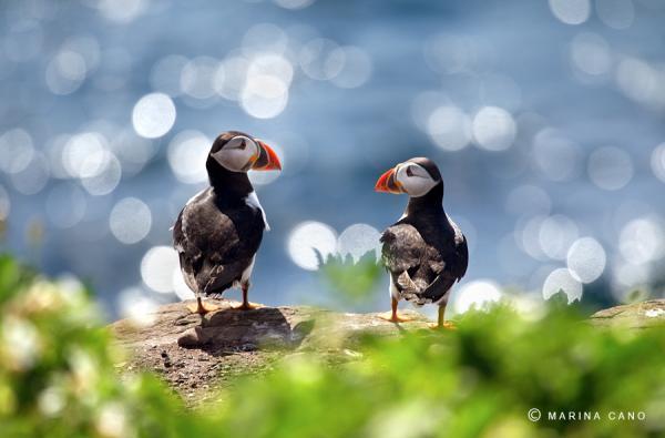 Animal Love Photography by Marina Cano