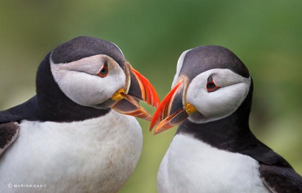 Animal Love Photography by Marina Cano