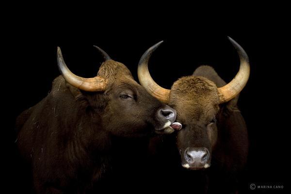 Animal Love Photography by Marina Cano