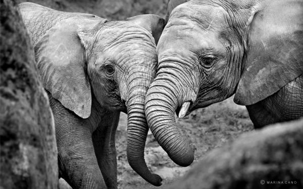 Animal Love Photography by Marina Cano