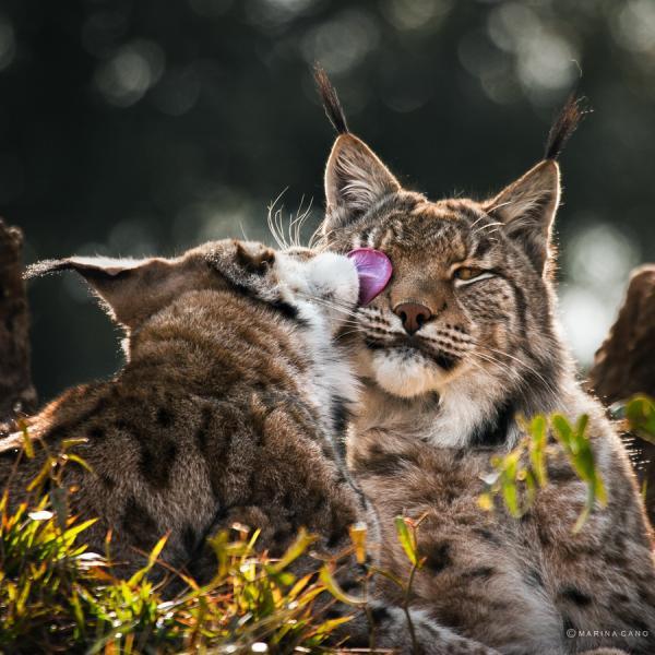 Animal Love Photography by Marina Cano