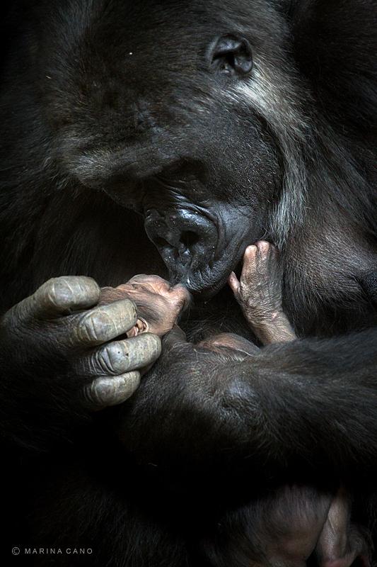 Animal Love Photography by Marina Cano