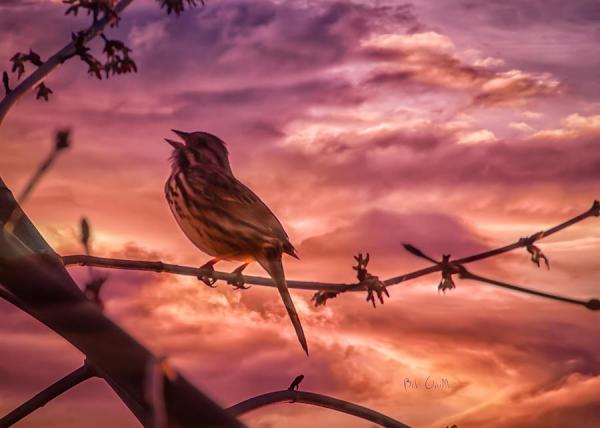 Landscape Photography by Bob Orsillo