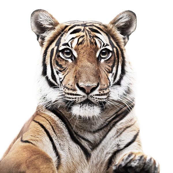 Animal Portraits by Morten Koldby