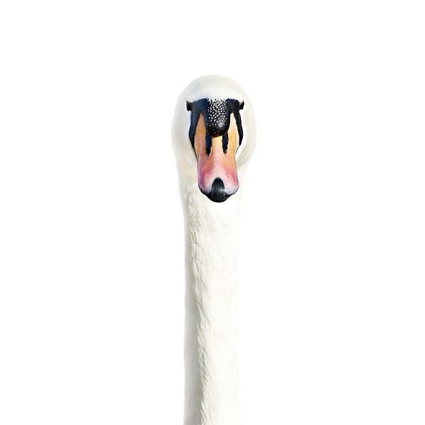 Animal Portraits by Morten Koldby