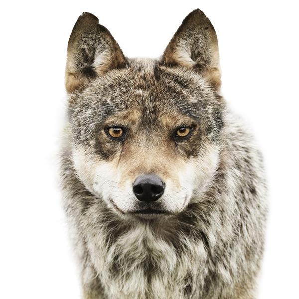 Animal Portraits by Morten Koldby