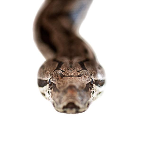 Animal Portraits by Morten Koldby