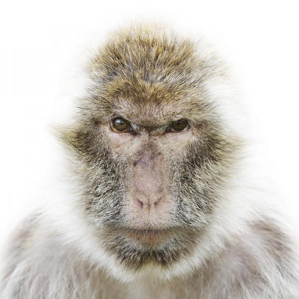 Animal Portraits by Morten Koldby