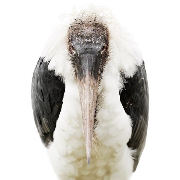 Animal Portraits by Morten Koldby