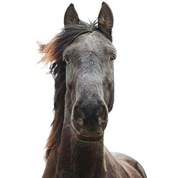 Animal Portraits by Morten Koldby