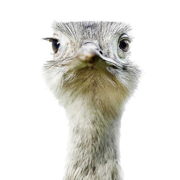 Animal Portraits by Morten Koldby