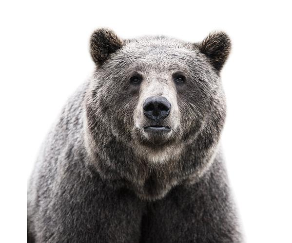 Animal Portraits by Morten Koldby