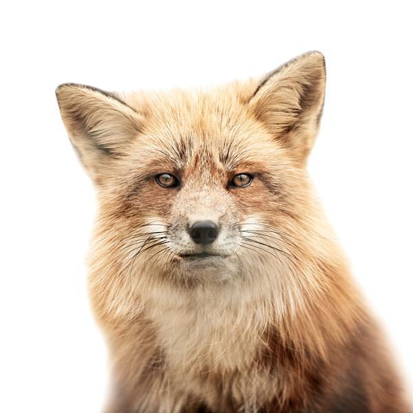 Animal Portraits by Morten Koldby