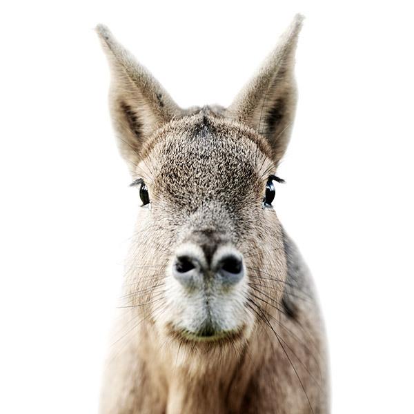 Animal Portraits by Morten Koldby
