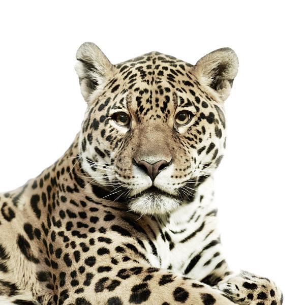 Animal Portraits by Morten Koldby