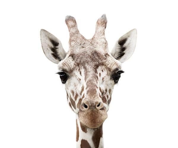 Animal Portraits by Morten Koldby