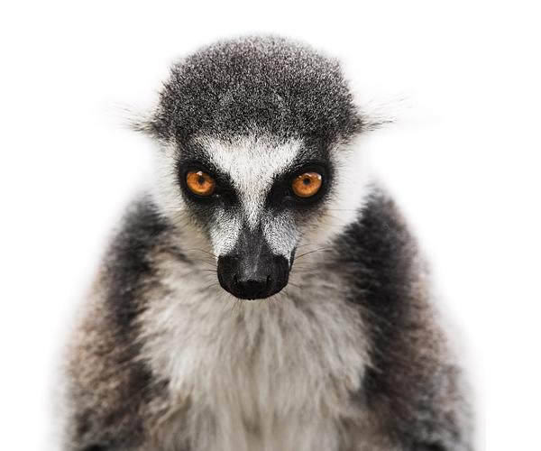 Animal Portraits by Morten Koldby