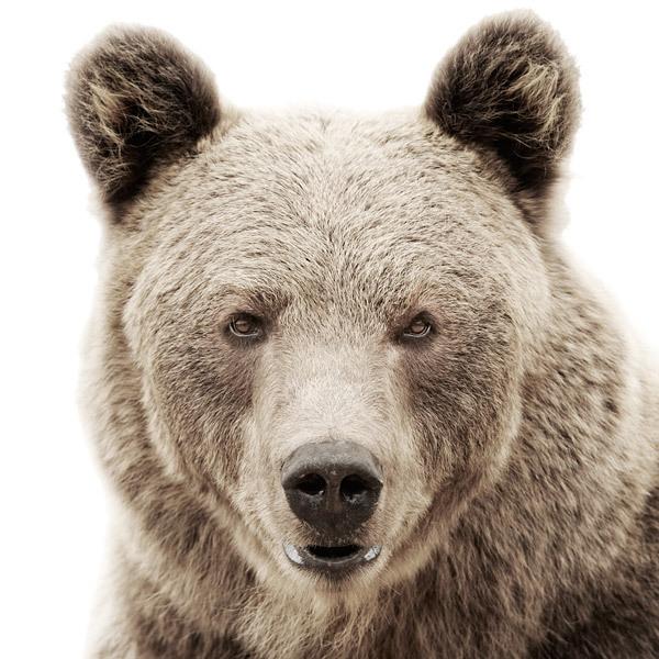 Animal Portraits by Morten Koldby