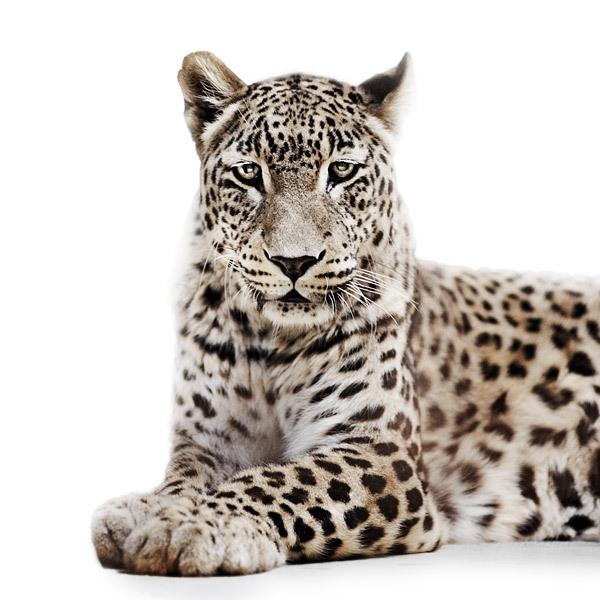 Animal Portraits by Morten Koldby