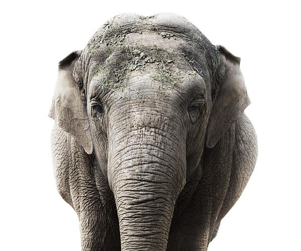 Animal Portraits by Morten Koldby