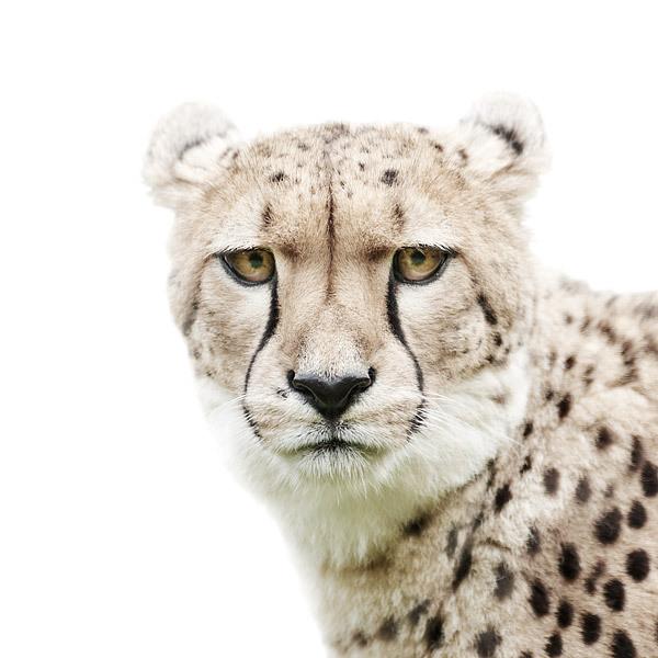 Animal Portraits by Morten Koldby