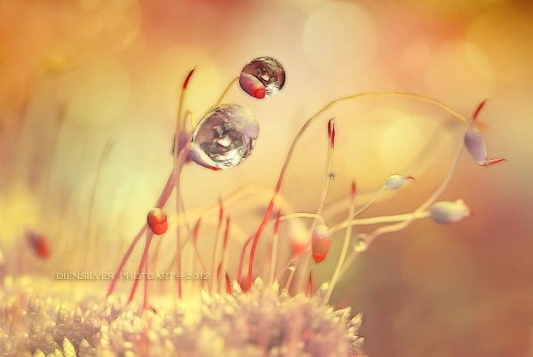 Dew Photography by Diens Silver