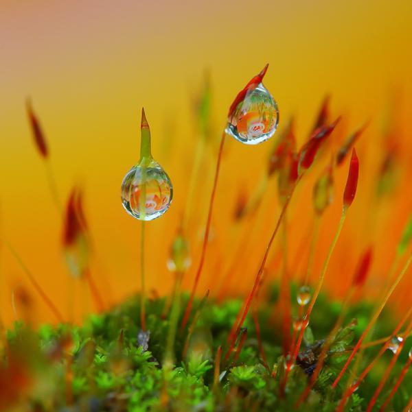 Dew Photography by Diens Silver