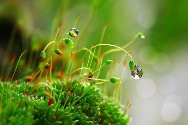 Dew Photography by Diens Silver