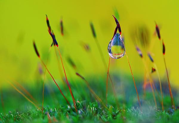 Dew Photography by Diens Silver